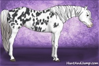 Horse Color:Black Appaloosa and Black Appaloosa