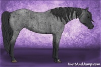 Horse Color:Blue Roan  and Blue Roan 