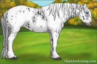 Horse Color:White Spotted Black Splash Tobiano Frame Appaloosa  and White Spotted Black Splash Tobiano Frame Appaloosa 