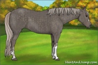 Horse Color:Silver Black and Silver Black