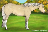 Horse Color:Silver Buckskin Dun 