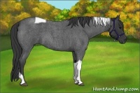 Horse Color:Blue Roan Tobiano