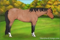 Horse Color:Bay Roan