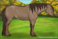 Horse Color:Liver Red Dun 