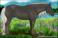 Horse Color:Liver Chestnut Rabicano
