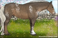 Horse Color:White Spotted Liver Chestnut Rabicano 
