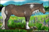 Horse Color:White Spotted Liver Chestnut