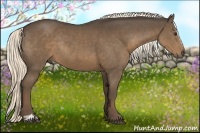 Horse Color:Liver Chestnut Sabino Rabicano 