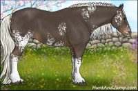 Horse Color:White Spotted Liver Chestnut