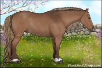 Horse Color:Liver Chestnut Rabicano