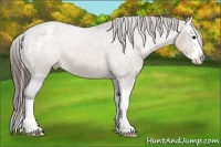 Horse Color:Brown Roan Dun Splash Appaloosa