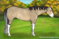Horse Color:Brown Dun Splash Rabicano