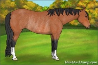 Horse Color:Bay Rabicano 