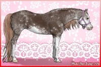 Horse Color:Liver Chestnut Sabino