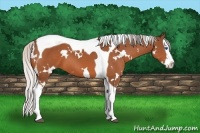 Horse Color:White Spotted Silver Bay Splash Tobiano