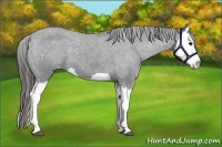 Horse Color:Black Splash Varnish 
