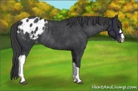 Horse Color:Black Appaloosa Rabicano 