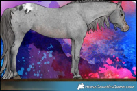 Horse Color:Brown Appaloosa
