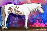 Horse Color:Chestnut Tobiano Appaloosa