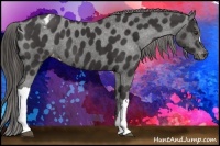 Horse Color:Liver Chestnut Appaloosa 