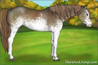 Horse Color:White Spotted Liver Chestnut Sabino