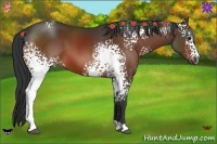 Horse Color:White Spotted Bay Sabino