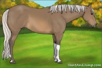 Horse Color:Silver Buckskin Tobiano