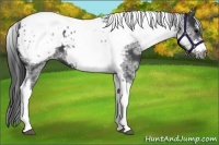 Horse Color:White Spotted Black Splash Tobiano Frame Appaloosa