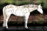 Horse Color:Chestnut Splash Appaloosa 