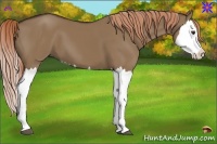 Horse Color:Liver Red Dun Splash 