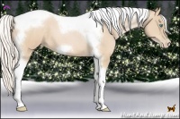 Horse Color:Silver Buckskin Pearl Tobiano Frame 