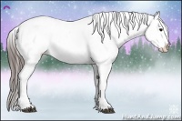 Horse Color:Black Appaloosa Rabicano 
