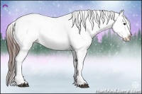 Horse Color:Brown Appaloosa 