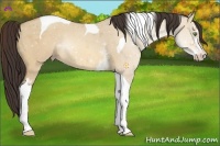 Horse Color:White Spotted Amber Champagne Dun Tobiano Rabicano