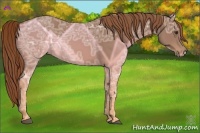 Horse Color:Chestnut Ice 