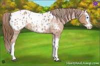 Horse Color:Red Roan Splash Near Leopard 