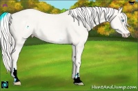 Horse Color:White Spotted Cremello Sabino