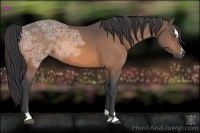 Horse Color:Buckskin Ice Sabino