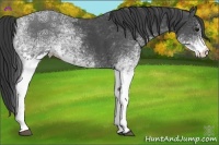 Horse Color:White Spotted Black Ice 