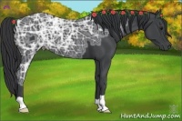 Horse Color:Black Ice 