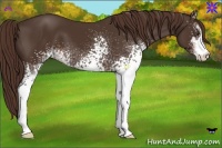 Horse Color:White Spotted Liver Chestnut Sabino