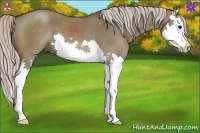 Horse Color:Silver Grullo Splash