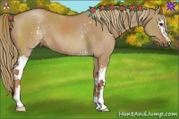 Horse Color:White Spotted Red Dun 