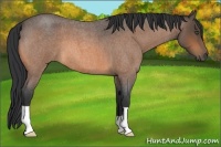 Horse Color:Buckskin Roan 