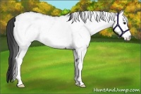 Horse Color:White Spotted Black