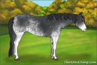 Horse Color:White Spotted Black