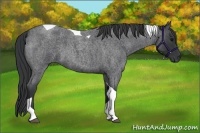 Horse Color:Blue Roan Tobiano
