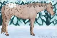 Horse Color:Chestnut Appaloosa