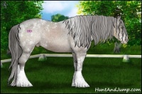 Horse Color:Liver Chestnut Sabino Appaloosa 