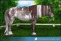 Horse Color:White Spotted Chocolate Brown Chinchilla Sabino 